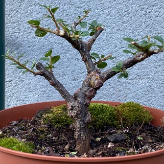A demonstration photo of fertilizing a bonsai from the Cotoneaster species