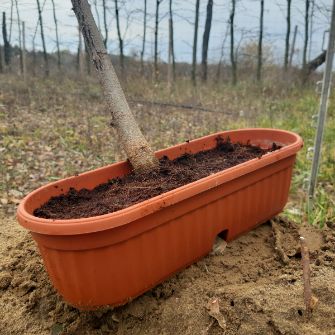 A demonstration photo of pruning a bonsai from the False Acacia species