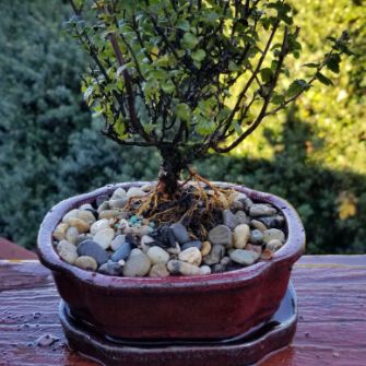 A demonstration photo of repotting a bonsai from the Spiraea species