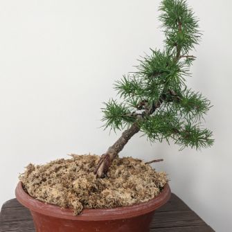 A demonstration photo of fertilizing a bonsai from the Larch species