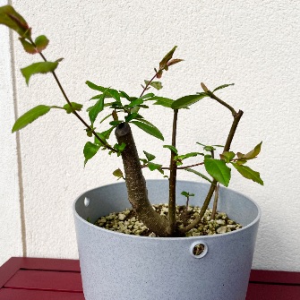 A demonstration photo of pruning a bonsai from the Quince species