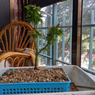 A demonstration photo of repotting a bonsai from the Japanese maple species