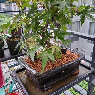 A demonstration photo of placement a bonsai from the Trident maple species