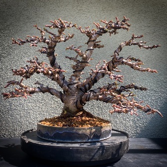 A demonstration photo of repotting a bonsai from the Jade species