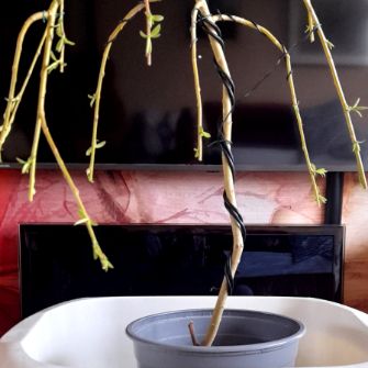 A demonstration photo of pruning a bonsai from the Weeping Willow species