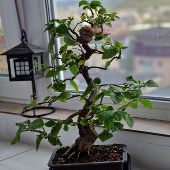 A demonstration photo of fertilizing a bonsai from the Hornbeam and Beech species