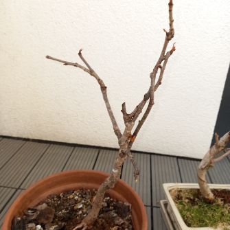 A demonstration photo of placement a bonsai from the Cherry blossom species