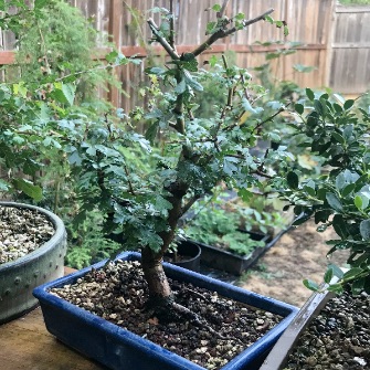 A demonstration photo of pruning a bonsai from the Hawthorn species