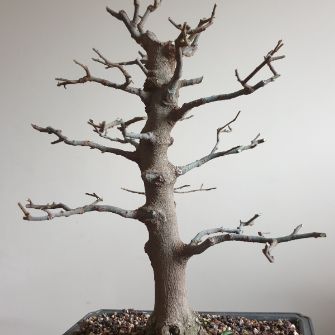 A demonstration photo of fertilizing a bonsai from the Celtis species