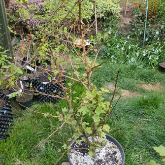A demonstration photo of watering a bonsai from the Liquidamber species