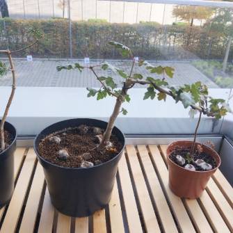 A demonstration photo of placement a bonsai from the Field maple species
