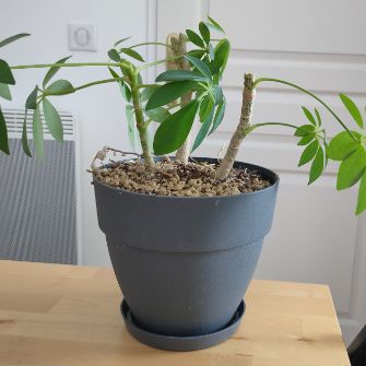 A demonstration photo of pruning a bonsai from the Umbrella Tree species