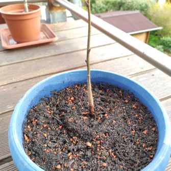 A demonstration photo of watering a bonsai from the Lime species