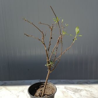 A demonstration photo of placement a bonsai from the Fir species