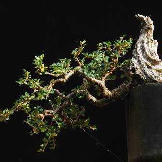 A demonstration photo of pruning a bonsai from the Cotoneaster species