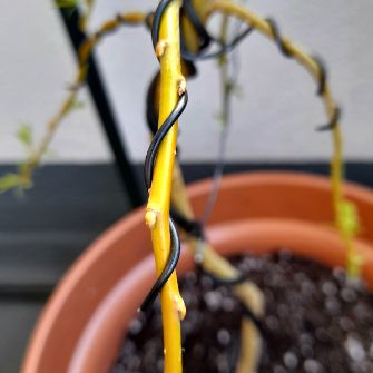 A demonstration photo of repotting a bonsai from the Weeping Willow species