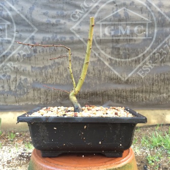 A demonstration photo of repotting a bonsai from the Hawthorn species