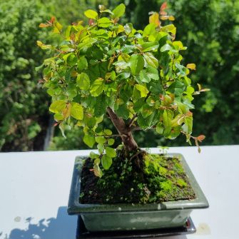 A demonstration photo of fertilizing a bonsai from the Sageretia Theezans species