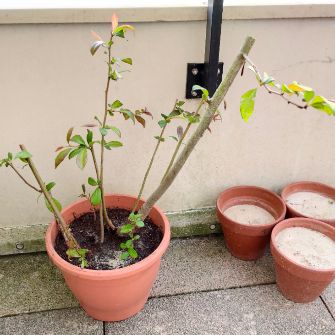 A demonstration photo of fertilizing a bonsai from the Quince species