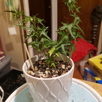 A demonstration photo of repotting a bonsai from the Ivy species