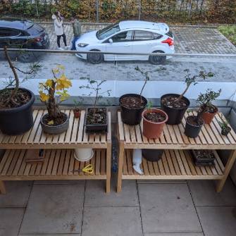 A demonstration photo of placement a bonsai from the Ginkgo species