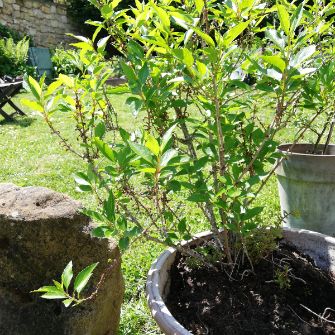 An exemplary photo of a Forsythia bonsai