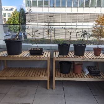 A demonstration photo of placement a bonsai from the Pine species