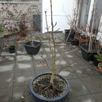 A demonstration photo of pruning a bonsai from the Horse chestnut species