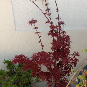 A demonstration photo of placement a bonsai from the Japanese maple species