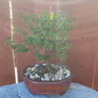 A demonstration photo of fertilizing a bonsai from the Spiraea species