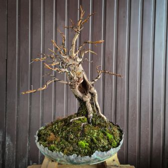 A demonstration photo of repotting a bonsai from the Lime species