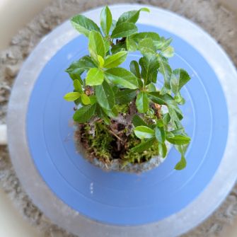 A demonstration photo of pruning a bonsai from the Firethorn species