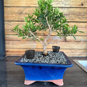 A demonstration photo of fertilizing a bonsai from the Buxus species
