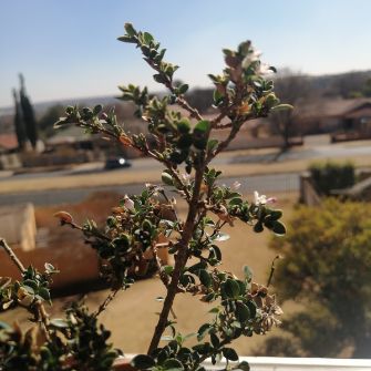 A demonstration photo of watering a bonsai from the Serissa species