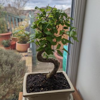 A demonstration photo of watering a bonsai from the Ligustrum species