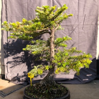 A demonstration photo of pruning a bonsai from the Fir species