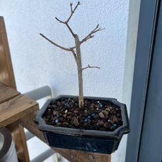 An exemplary photo of a Dwarf pomegranate bonsai