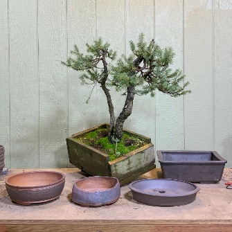 A demonstration photo of repotting a bonsai from the Spruce species