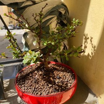 A demonstration photo of fertilizing a bonsai from the Barberry species