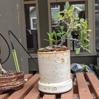 A demonstration photo of repotting a bonsai from the Poinsettia species