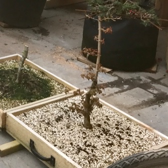 A demonstration photo of repotting a bonsai from the Trident maple species