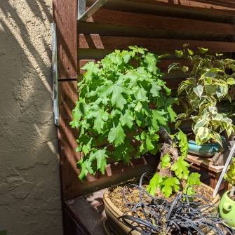 A demonstration photo of watering a bonsai from the Field maple species