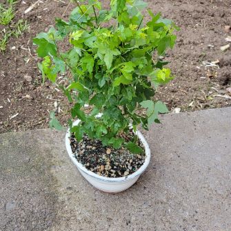 A demonstration photo of watering a bonsai from the Trident maple species