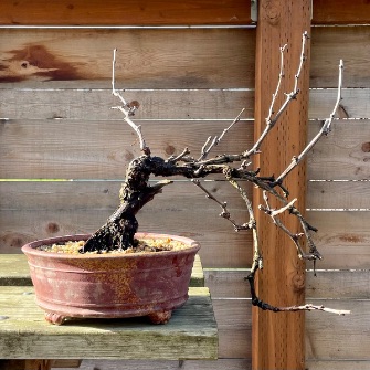 A demonstration photo of repotting a bonsai from the Grape species
