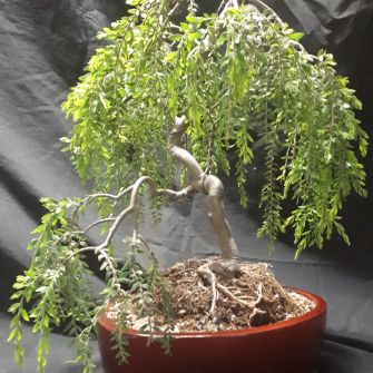 An exemplary photo of a Wattle bonsai