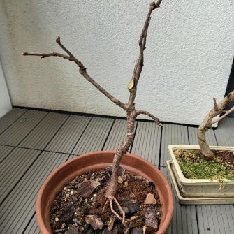 A demonstration photo of watering a bonsai from the Cherry blossom species