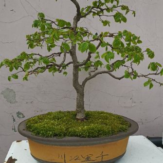 A demonstration photo of placement a bonsai from the Hornbeam and Beech species