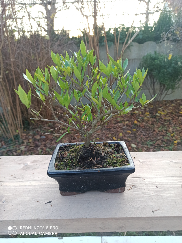 An exemplary photo of a Gardenia bonsai