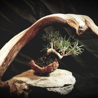 A demonstration photo of placement a bonsai from the Barberry species
