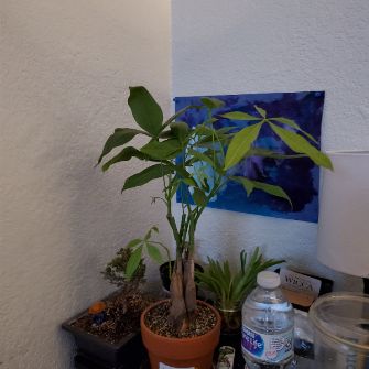 A demonstration photo of watering a bonsai from the Money Tree species